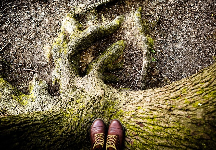Tree shoes